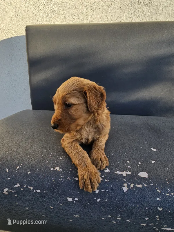 Lala – Goldendoodle puppy for sale in Rancho Cordova, CA