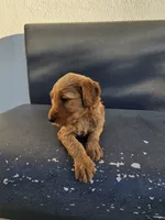 Lala, a female Goldendoodle for sale in Rancho Cordova, CA – 1 of 8
