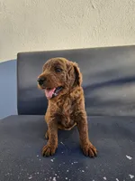 Lucy, a female Goldendoodle for sale in Rancho Cordova, CA – 3 of 6
