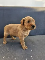 Buddy, a male Goldendoodle for sale in Rancho Cordova, CA – 9 of 9