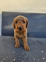 Teddy, a male Goldendoodle for sale in Rancho Cordova, CA – 4 of 9