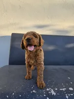 Teddy, a male Goldendoodle for sale in Rancho Cordova, CA – 2 of 9