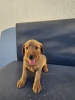 Lala, a female Goldendoodle for sale in Rancho Cordova, CA – 8 of 8