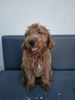 Milo, a male Goldendoodle for sale in Rancho Cordova, CA – 10 of 10