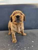 Buddy, a male Goldendoodle for sale in Rancho Cordova, CA – 8 of 9