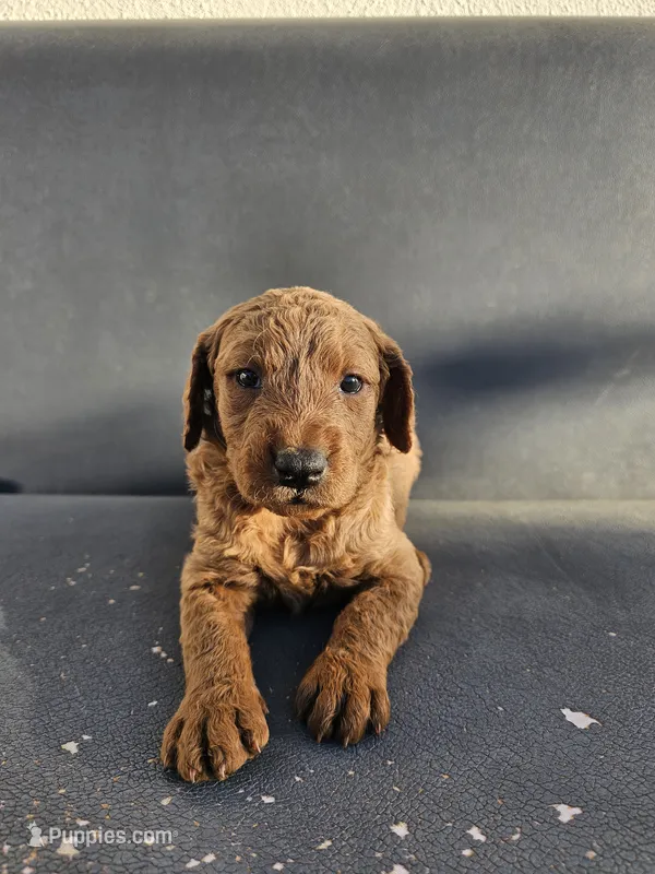 Milie – Goldendoodle puppy for sale in Rancho Cordova, CA