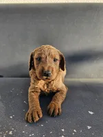 Milie, a female Goldendoodle for sale in Rancho Cordova, CA – 1 of 7