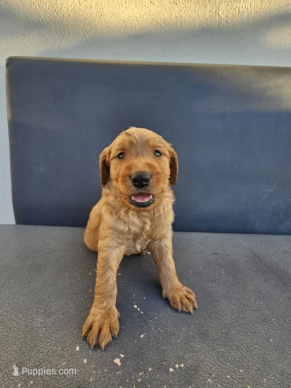 Buddy – Goldendoodle puppy for sale in Rancho Cordova, CA