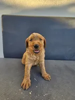 Buddy, a male Goldendoodle for sale in Rancho Cordova, CA – 1 of 9