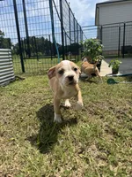 Cashew, a male American Bully for sale in Snellville, GA – 4 of 4