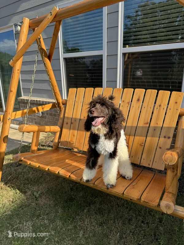 Milo – Poodle - Standard  puppy for sale in Snellville, GA