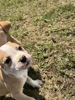 Cashew, a male American Bully for sale in Snellville, GA – 2 of 4
