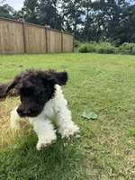 Oreo, a male Poodle - Standard  for sale in Snellville, GA – 3 of 8