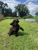 Mousse, a male Poodle - Standard  for sale in Snellville, GA – 8 of 9