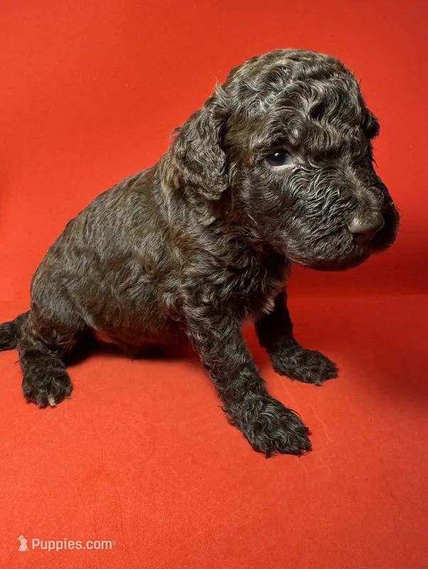 Mousse – Poodle - Standard  puppy for sale in Snellville, GA