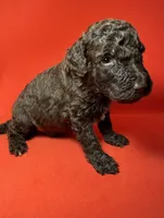 Mousse, a male Poodle - Standard  for sale in Snellville, GA – 1 of 3