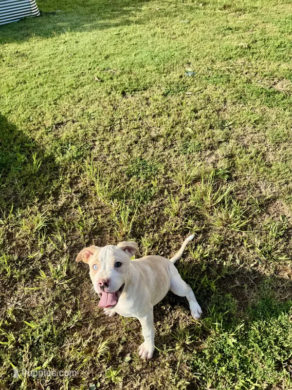 Ginger – American Bully puppy for sale in Snellville, GA