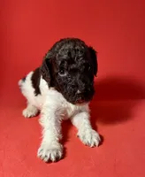 Oreo, a male Poodle - Standard  for sale in Snellville, GA – 2 of 3