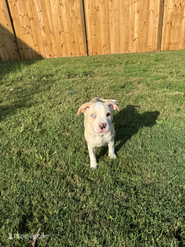 Ginger – American Bully puppy for sale in Snellville, GA