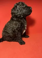 Mousse, a male Poodle - Standard  for sale in Snellville, GA – 3 of 3