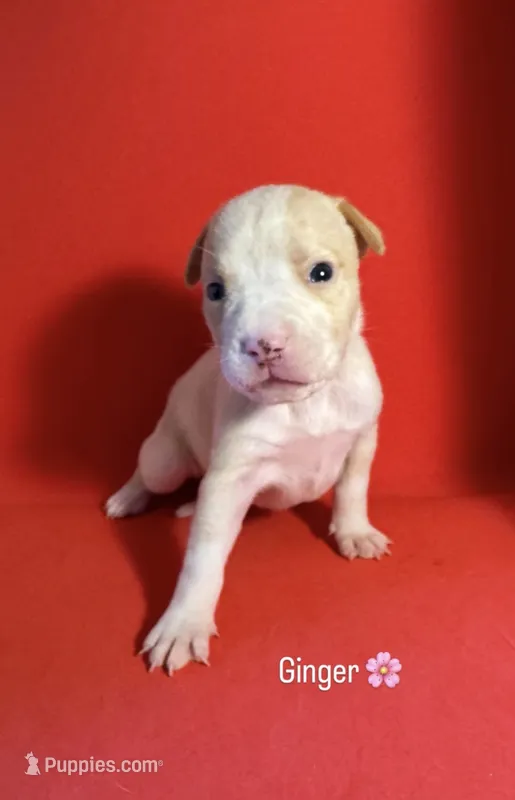 Ginger – American Bully puppy for sale in Snellville, GA