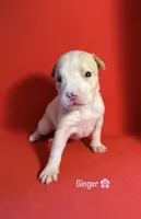 Ginger, a female American Bully for sale in Snellville, GA – 1 of 1