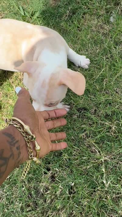 Ginger, a female American Bully for sale in Snellville, GA – 4 of 4