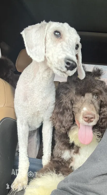 Luna – Bedlington Terrier puppy for sale in Snellville, GA