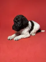 Oreo, a male Poodle - Standard  for sale in Snellville, GA – 3 of 3