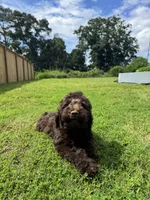 Mousse, a male Poodle - Standard  for sale in Snellville, GA – 6 of 9