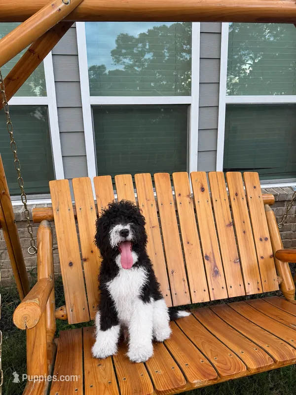 Milo – Poodle - Standard  puppy for sale in Snellville, GA