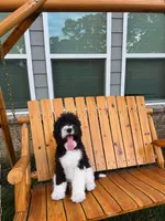Milo, a male Poodle - Standard  for sale in Snellville, GA – 1 of 3