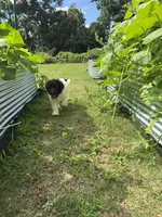 Oreo, a male Poodle - Standard  for sale in Snellville, GA – 6 of 8