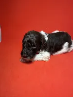 Twix, a male Poodle - Standard  for sale in Snellville, GA – 3 of 3