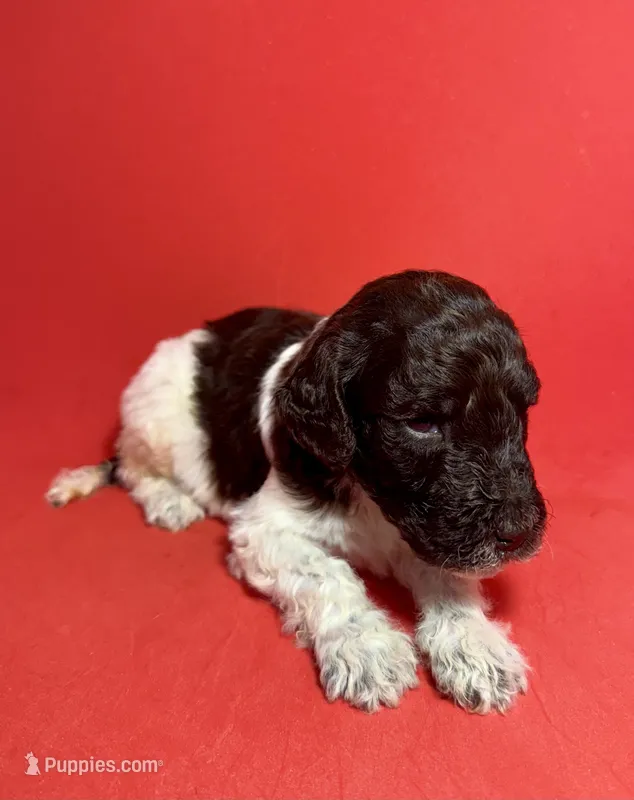 Twix – Poodle - Standard  puppy for sale in Snellville, GA