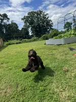 Mousse, a male Poodle - Standard  for sale in Snellville, GA – 7 of 9
