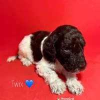 Twix, a male Poodle - Standard  for sale in Snellville, GA – 2 of 3