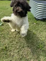 Oreo, a male Poodle - Standard  for sale in Snellville, GA – 7 of 8
