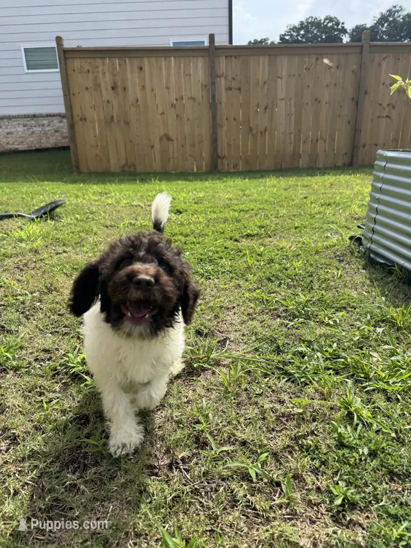 Oreo – Poodle - Standard  puppy for sale in Snellville, GA