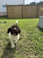 Oreo, a male Poodle - Standard  for sale in Snellville, GA – 1 of 8