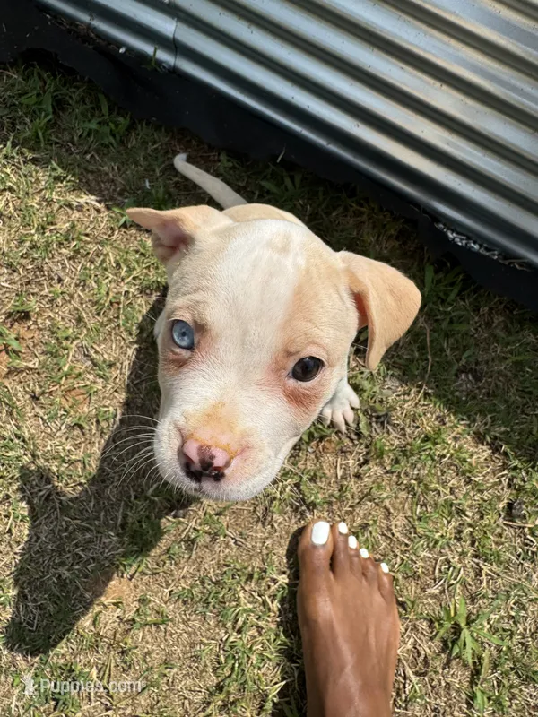 Ginger – American Bully puppy for sale in Snellville, GA
