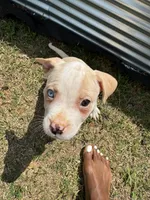 Ginger, a female American Bully for sale in Snellville, GA – 1 of 4