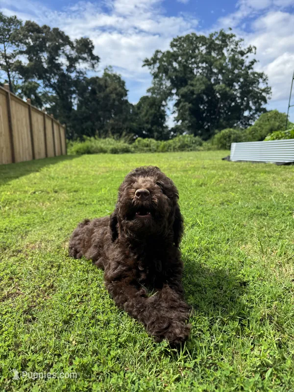 Mousse – Poodle - Standard  puppy for sale in Snellville, GA