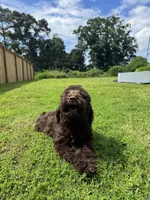 Mousse, a male Poodle - Standard  for sale in Snellville, GA – 1 of 9