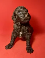 Mousse, a male Poodle - Standard  for sale in Snellville, GA – 2 of 3