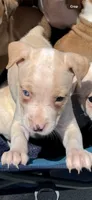Ginger, a female American Bully for sale in Snellville, GA – 3 of 4