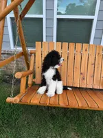 Milo, a male Poodle - Standard  for sale in Snellville, GA – 3 of 3