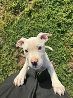Chico, a male American Bully for sale in Snellville, GA – 2 of 2