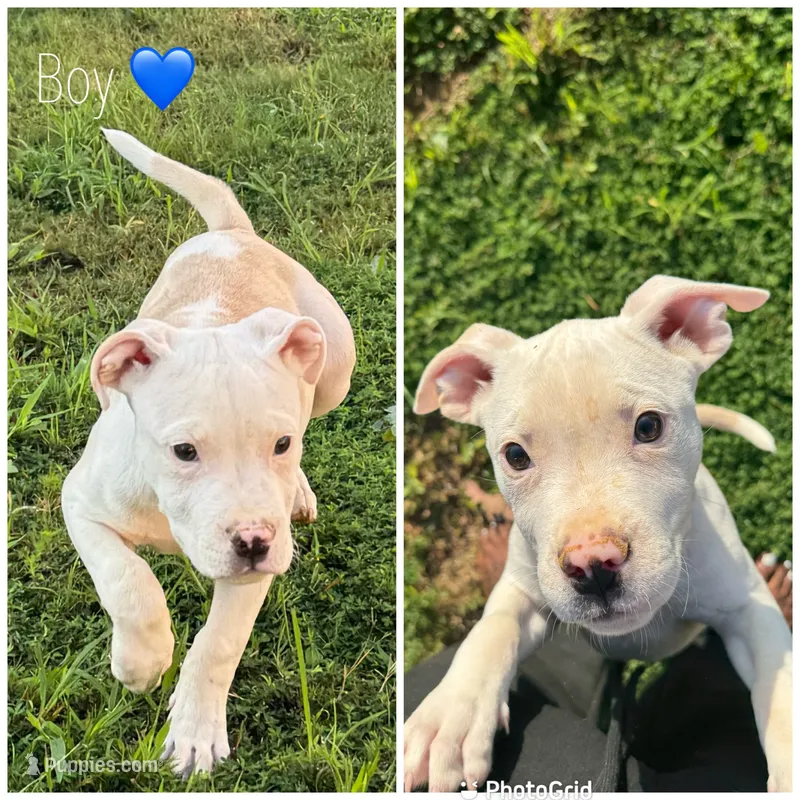 Chico – American Bully puppy for sale in Snellville, GA