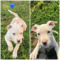 Chico, a male American Bully for sale in Snellville, GA – 1 of 2